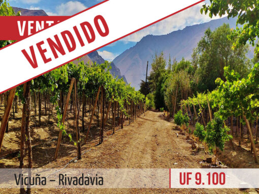 Terreno | Propiedad agrícola, parronales en producción